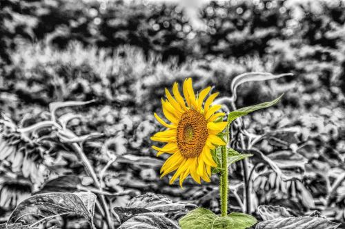 girasol sunflower mirasol