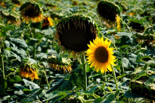 Sunflowers