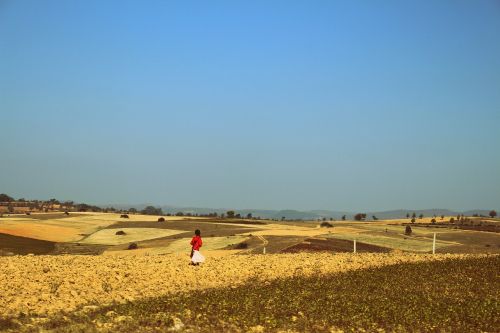 girl walking sunflower field