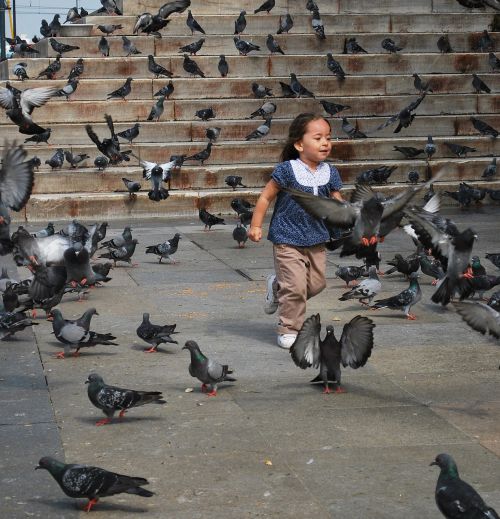 girl pigeons animals