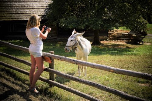 girl the photo shoot donkey