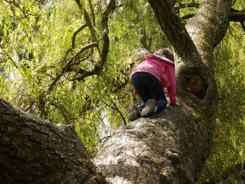 girl climbing tree