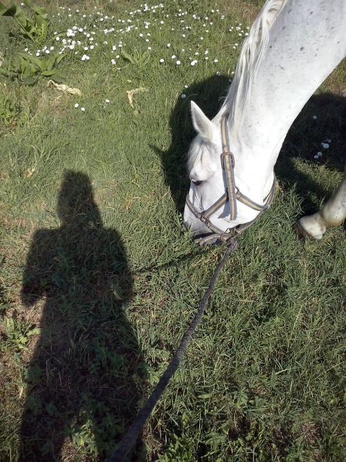 girl horse shadow