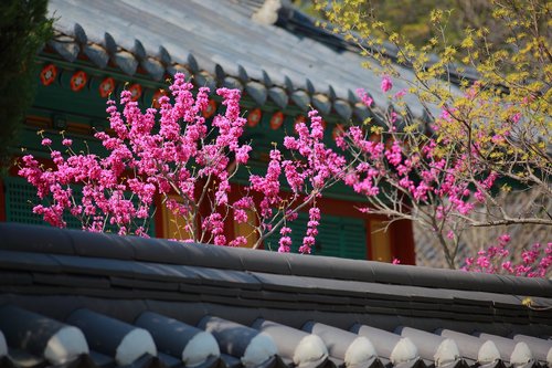 giwajip  korean traditional  spring