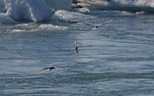 glacial lake birds hunt