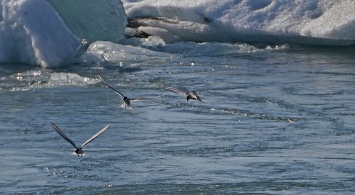 glacial lake birds hunt