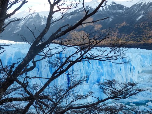 glacier  plant  branches