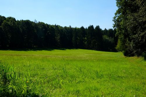 glade meadow nature