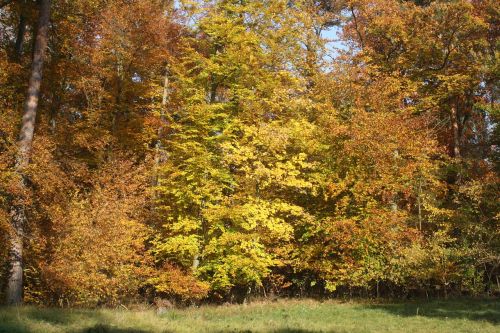 glade autumn forest leaves