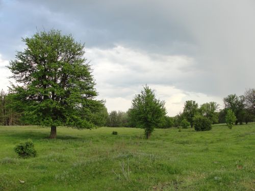 glade trees meadow