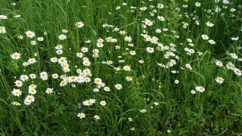 glade grass nature