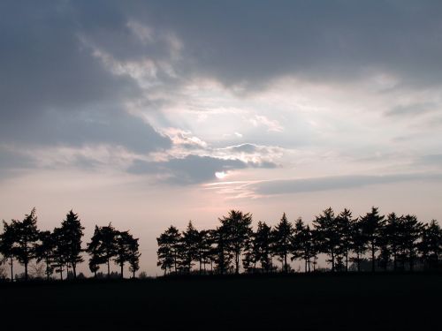 glade trees evening sun