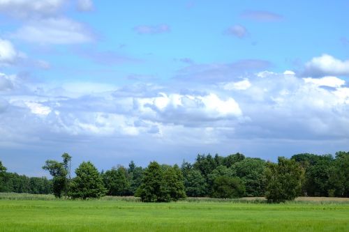 glade green forest