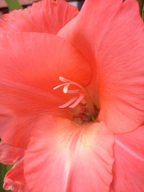 gladiol flower the nature of the