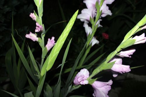 gladiola gladiolus flower