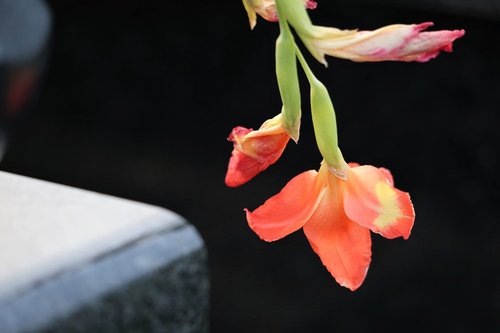 gladiola  gladiolus hybridum  evening
