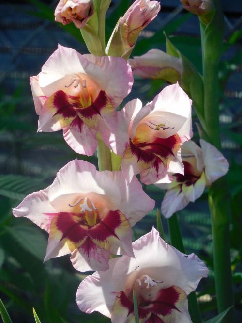 gladiola flower plant