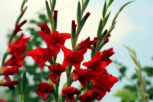 gladioli  red  flowers