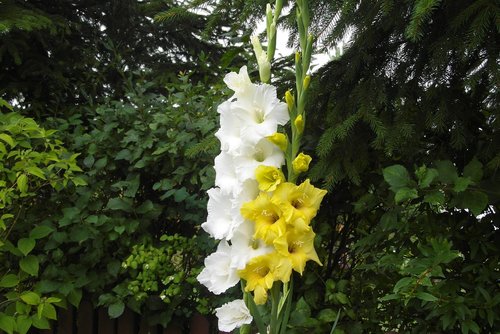 gladioli  flower  garden