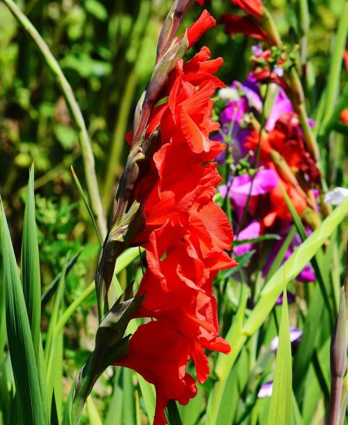 gladiolus red summer