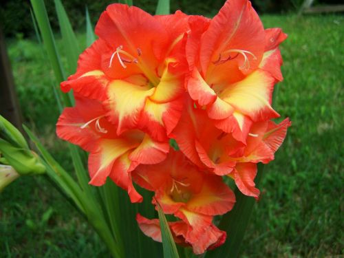 gladiolus orange garden