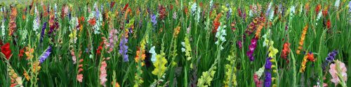 gladiolus field of flowers panorama