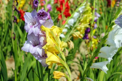 gladiolus flowers bloom