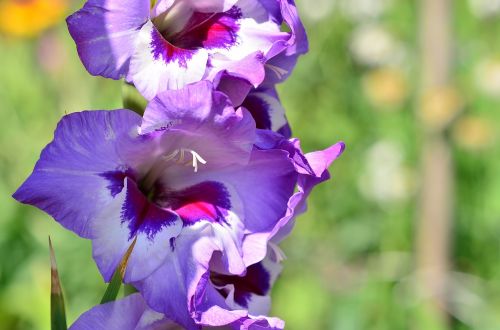 gladiolus blue dacha