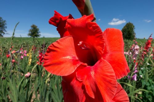 gladiolus sword flower schwertliliengewaechs