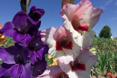 gladiolus sword flower schwertliliengewaechs