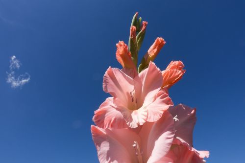 gladiolus sword flower schwertliliengewaechs