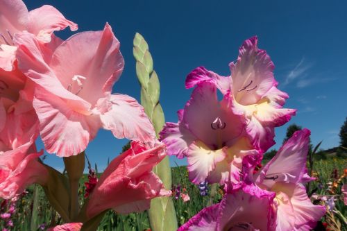 gladiolus sword flower schwertliliengewaechs