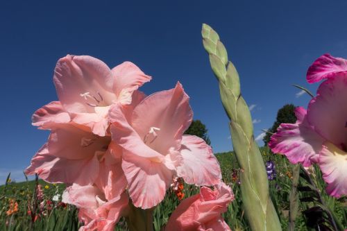 gladiolus sword flower schwertliliengewaechs