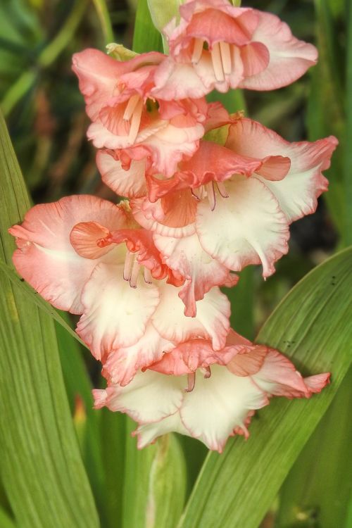 gladiolus flowers bloom