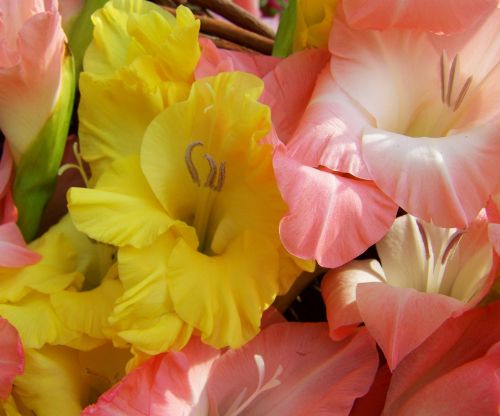 gladiolus yellow pale pink