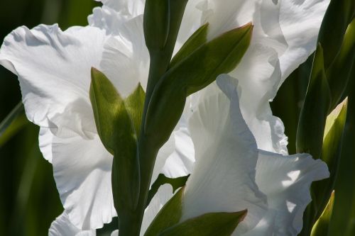 gladiolus sword flower iridaceae