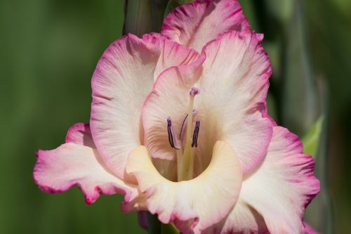 gladiolus sword flower iridaceae