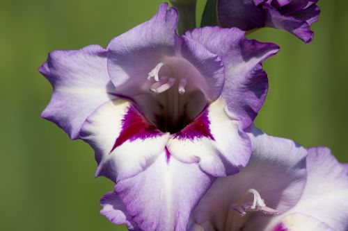 gladiolus sword flower iridaceae