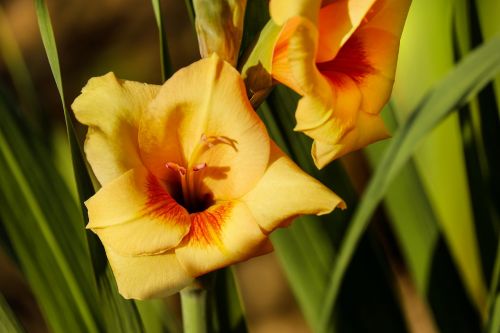 gladiolus flower blossom