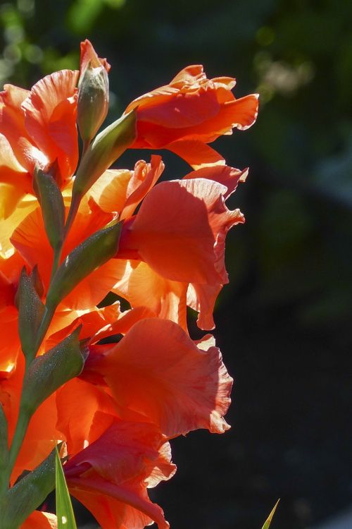 gladiolus sword flower iridaceae