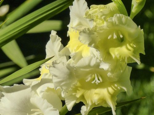 gladiolus sword flower iridaceae