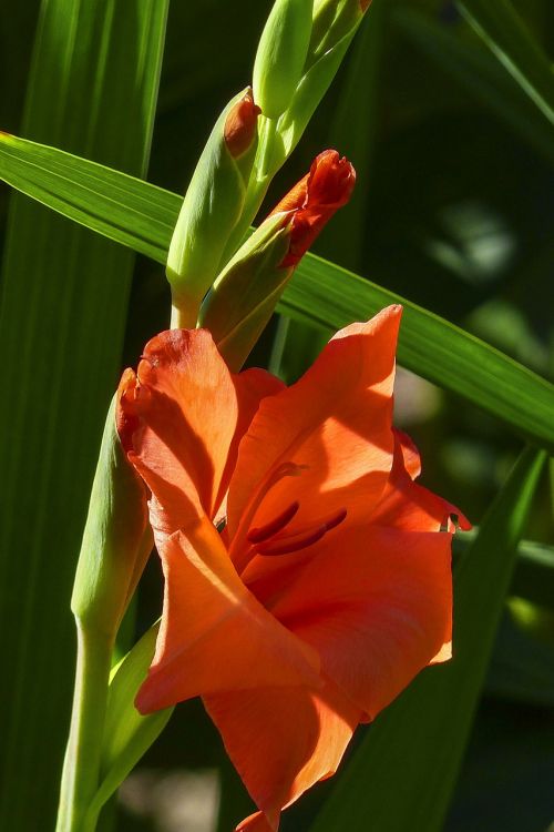 gladiolus sword flower iridaceae