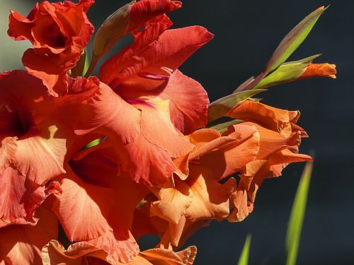 gladiolus sword flower iridaceae