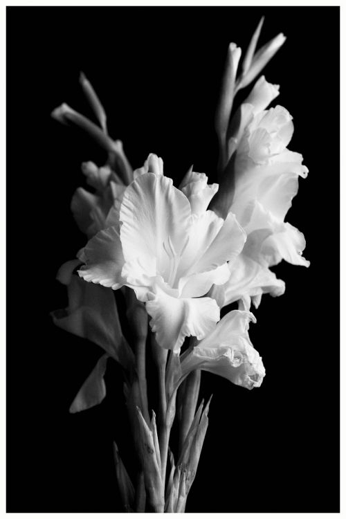 gladiolus flower black