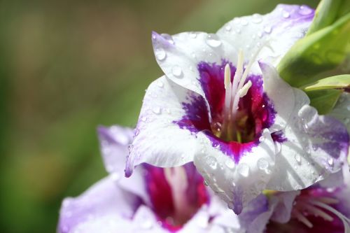 gladiolus gladioli plant