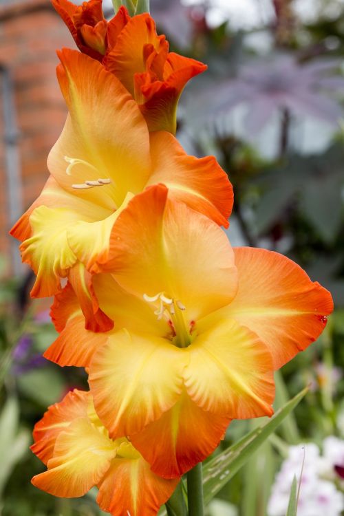 gladiolus flower floral