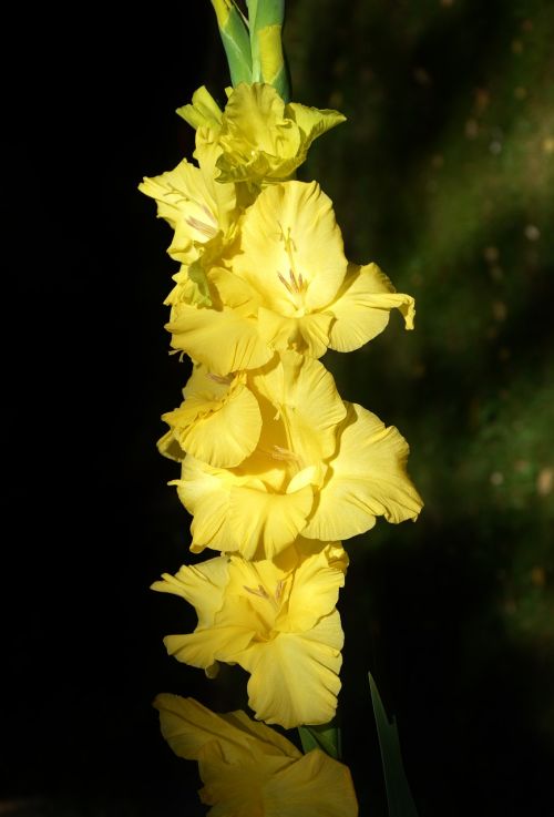 gladiolus gladidus butterfly greenhouse