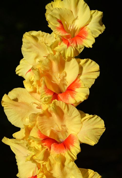 gladiolus gladidus butterfly greenhouse