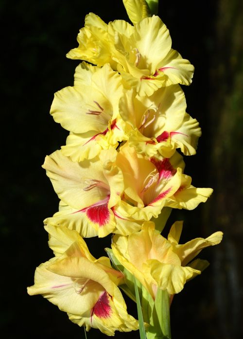 gladiolus gladidus butterfly greenhouse