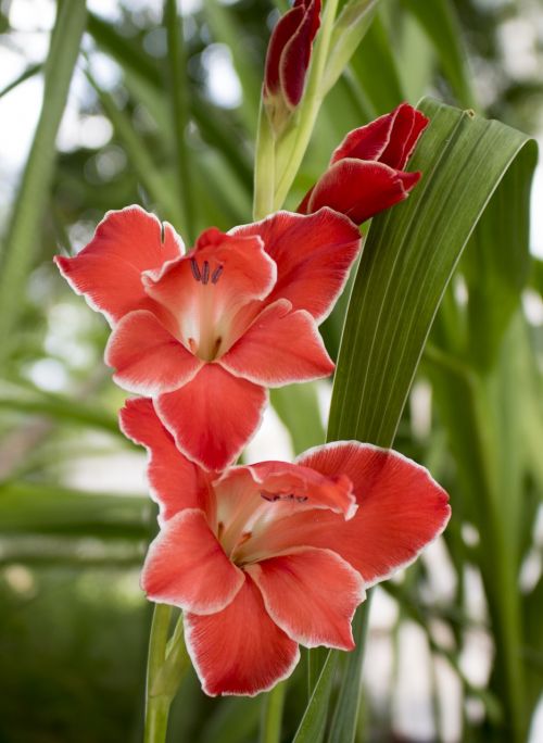 gladiolus sword flower red